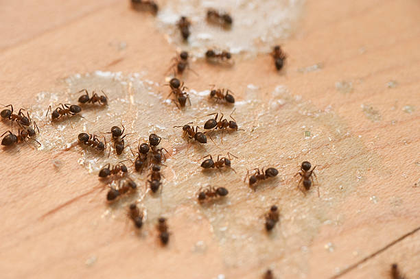 Best Flea Control Services  in Hartley, CA