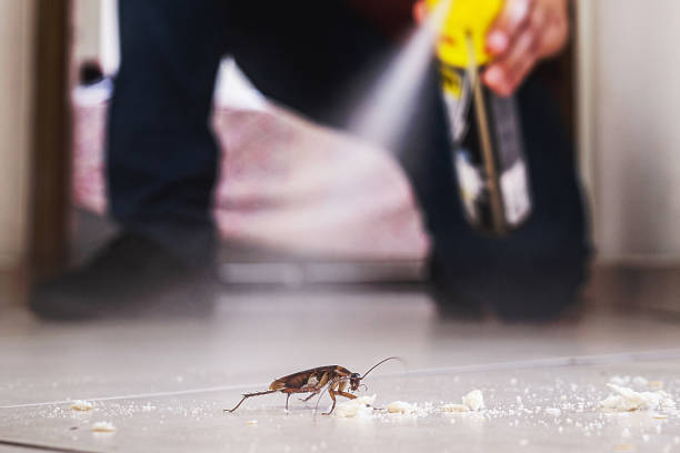 Best Termite Control Services  in Hartley, CA